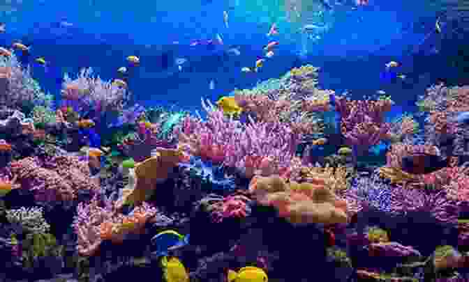 A Bustling Coral Reef Ecosystem, Showcasing The Intricate Web Of Life And The Vital Role Corals Play In Supporting Marine Biodiversity. Super Simple Guide Corals (Super Simple Guide To )