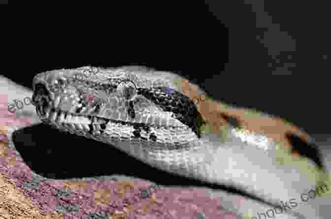 A Close Up Of A Boa Constrictor In Captivity Boa Constrictors In Captivity Sam Fury