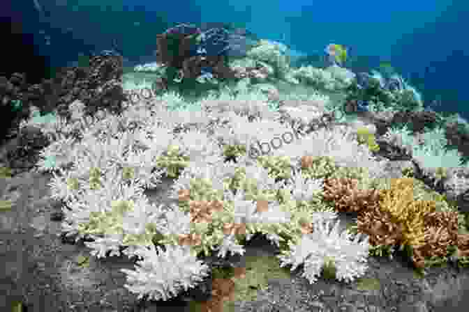 A Coral Reef Affected By Bleaching, Showcasing The Devastating Impact Of Environmental Stress On These Delicate Marine Ecosystems. Super Simple Guide Corals (Super Simple Guide To )