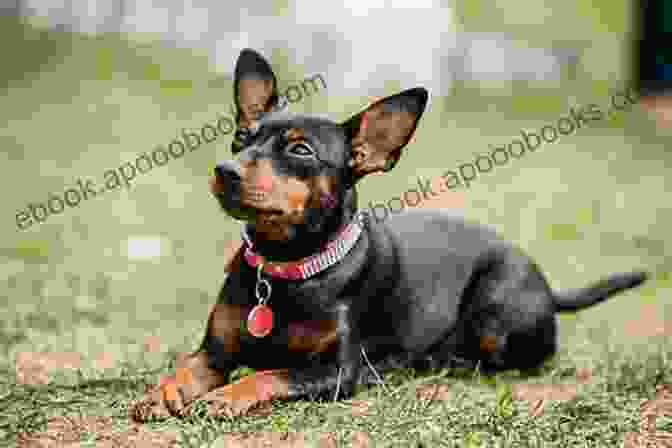 A Cute Brown And Black Min Pin Sitting On The Grass, Looking Up At The Camera Miniature Pinscher Or Min Pin As Pets: Min Pin General Info Purchasing Care Cost Keeping Health Supplies Food Breeding And More Included The Ultimate Guide For Miniature Pinscher