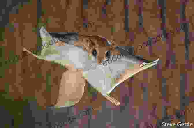 A Flying Squirrel Gliding Through The Air, Its Tail Extended Behind It. Flying Squirrels As Pets Facts And Information Including Japanese Northern And Southern Flying Squirrels Habitat Diet Adaptations Health Care And Where To Buy All Included