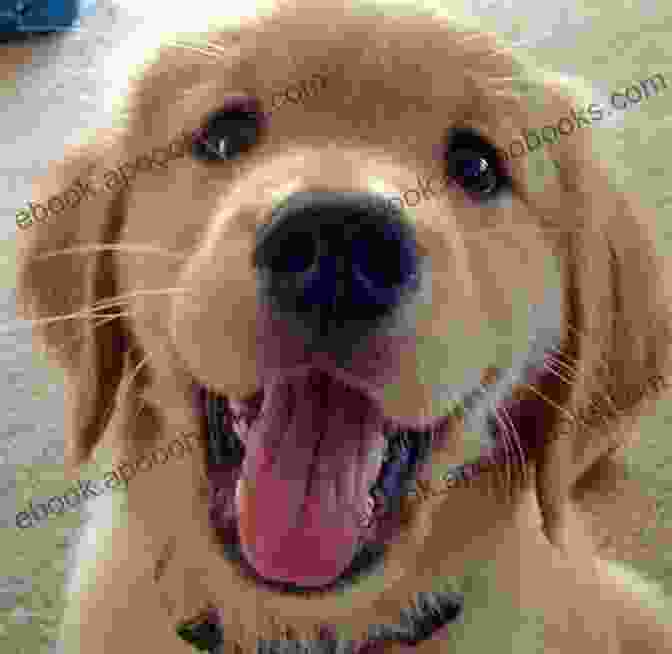 A Golden Retriever Puppy Gazes Up At Its Owner With Adoring Eyes. Animals And Animal Dreams The Cat The Dog And The Horse