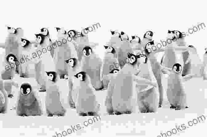 A Group Of Penguin Chicks Chase Each Other Across A Snow Covered Ice Floe, Their Laughter Filling The Air. The Temple (Penguin Clothbound Poetry)