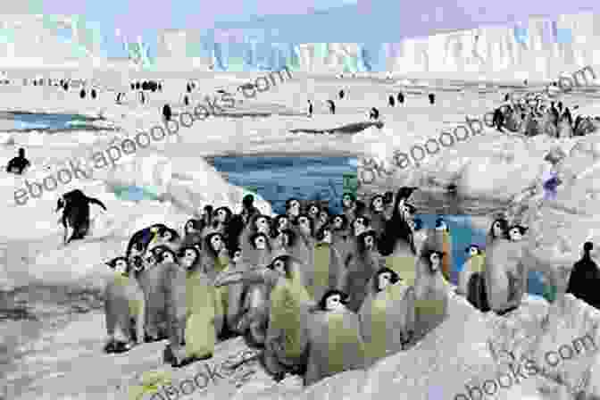 A Group Of Penguins Navigate Their Way Across A Vast Expanse Of Ice, Their Determination Evident In Their Every Step. The Temple (Penguin Clothbound Poetry)