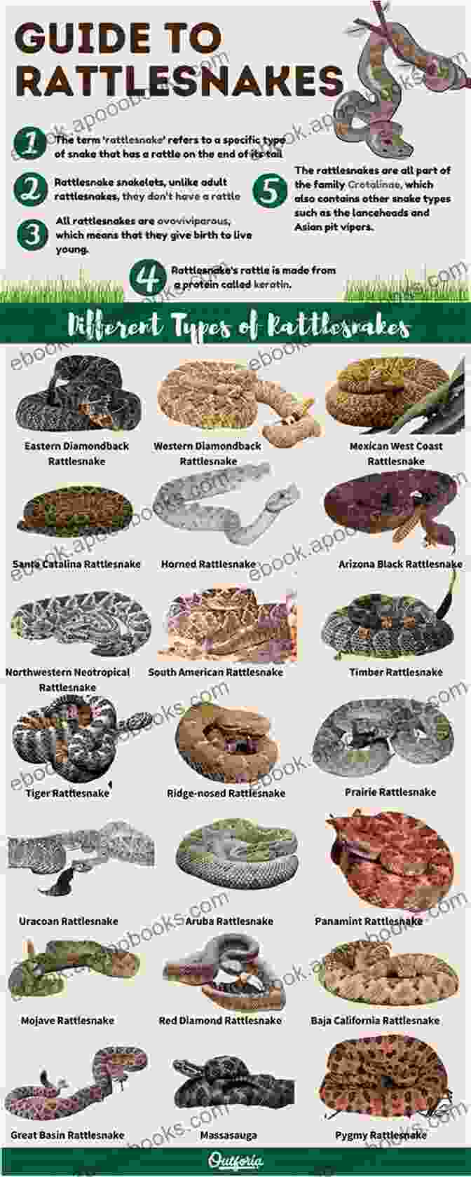 A Group Of Rattlesnakes Of Different Species And Sizes Rattlesnakes Of The United States And Canada