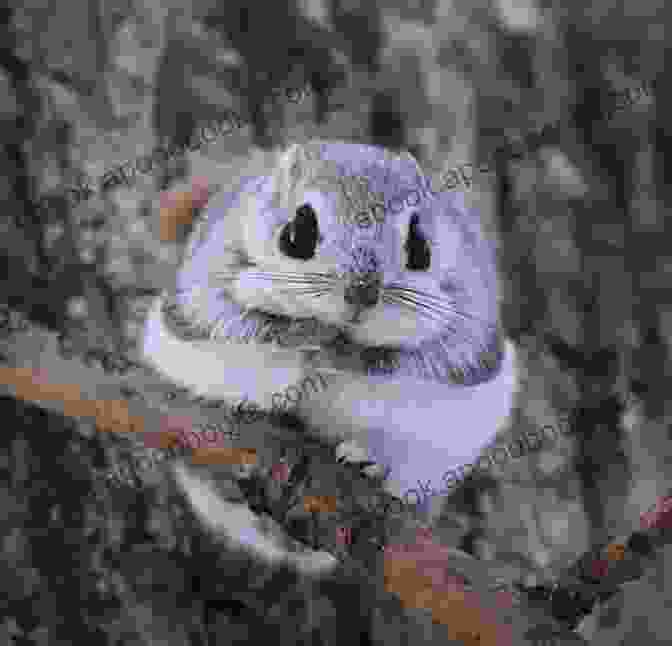 A Japanese Northern Flying Squirrel, With Its Black Fur And White Markings. Flying Squirrels As Pets Facts And Information Including Japanese Northern And Southern Flying Squirrels Habitat Diet Adaptations Health Care And Where To Buy All Included