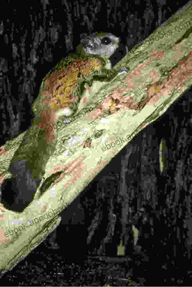 A Northern Flying Squirrel, With Its Distinctive White Belly And Large Eyes. Flying Squirrels As Pets Facts And Information Including Japanese Northern And Southern Flying Squirrels Habitat Diet Adaptations Health Care And Where To Buy All Included