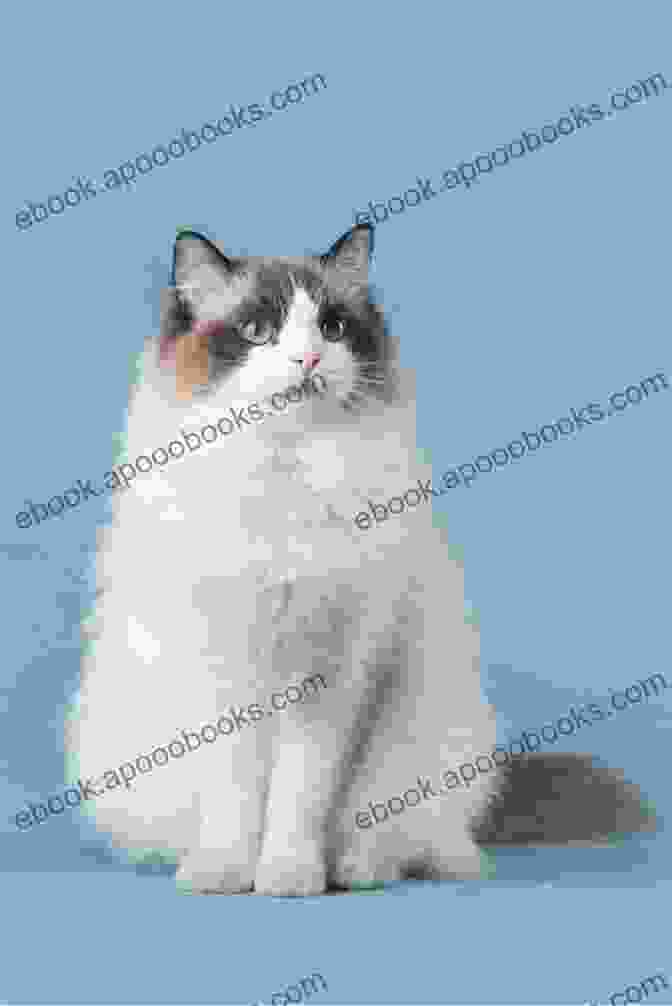 A Photo Of A Beautiful Ragdoll Cat With Blue Eyes And A Fluffy Coat Ragdoll Cats As Pets: Ragdoll Cat Information Where To Buy Care Behavior Cost Health Training Grooming Diet And A Whole Lot More A Complete Ragdoll Cat Owner Guide