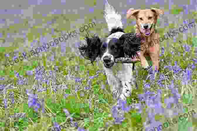 A Playful Dog Frolicking In A Meadow Elephants Cheetahs And Dogs Oh My : A Trip Through South Africa