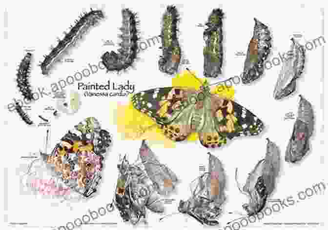 A Series Of Images Depicting The Transformation Of A Painted Lady Butterfly From Egg To Butterfly Caterpillar Rearing: Raising Painted Lady Butterflies Let The Learning Begin