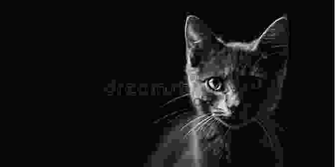 A Sleek Black Cat With Piercing Green Eyes Stares Intently At The Camera. Animals And Animal Dreams The Cat The Dog And The Horse