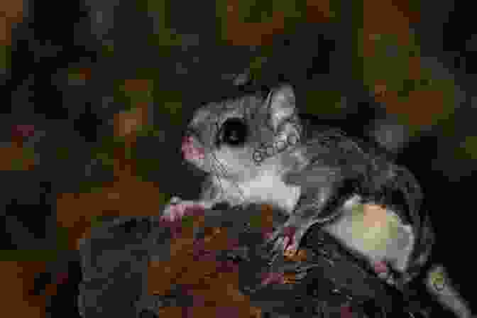 A Southern Flying Squirrel, With Its Dark Fur And White Ear Tufts. Flying Squirrels As Pets Facts And Information Including Japanese Northern And Southern Flying Squirrels Habitat Diet Adaptations Health Care And Where To Buy All Included