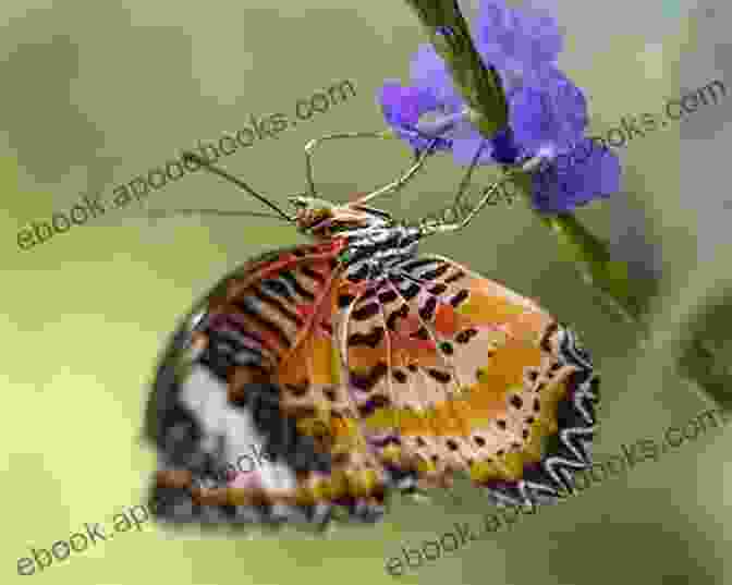 A Stunning Photograph Of A Painted Lady Butterfly Perched On A Flower Caterpillar Rearing: Raising Painted Lady Butterflies Let The Learning Begin