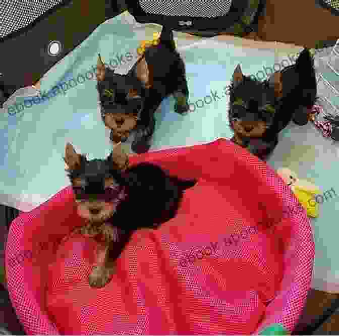 A Teacup Yorkie Playing With A Child Teacup Yorkie As Pets: Teacup Yorkie Breeding Where To Buy Types Care Cost Diet Grooming And Training All Included A Complete Teacup Yorkie Owner S Guide