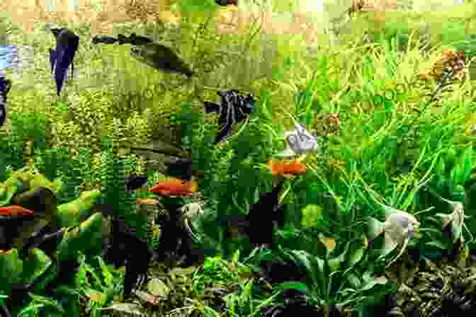 A Variety Of Fish Species Living Together In A Community Tank GHOST SHRIMP CARE GUIDE FOR BEGINNERS: Complete Guide On Everything You Need To Know About Ghost Shrimp Care: Food Lifespan Behavior Breeding Tank Mates