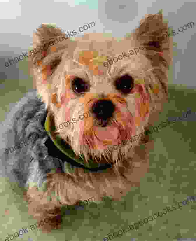 A Veterinarian Examining A Teacup Yorkie Teacup Yorkie As Pets: Teacup Yorkie Breeding Where To Buy Types Care Cost Diet Grooming And Training All Included A Complete Teacup Yorkie Owner S Guide