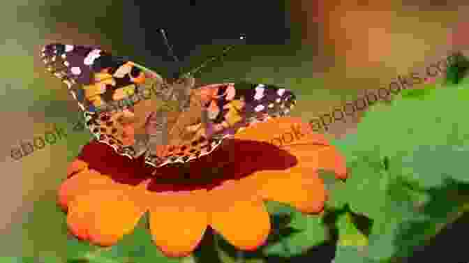 A Vibrant Painted Lady Butterfly Fluttering In Flight Caterpillar Rearing: Raising Painted Lady Butterflies Let The Learning Begin