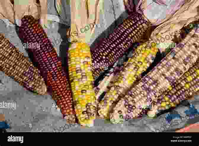 An Illustration Of Maize, A Staple Crop Introduced To The World By Native Americans Indian Givers: How Native Americans Transformed The World