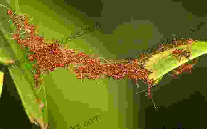 Ants Carrying Food And Building A Nest, Symbolizing Teamwork And Collaboration. G I Ants: Going From Small To Great