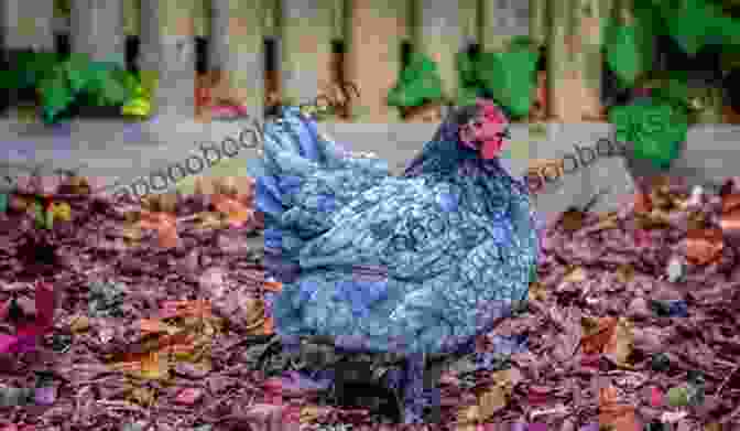 Australorp Hen Laying A Blue Egg The Best Backyard Chicken Breeds: A List Of Top Birds For Pets Eggs And Meat (Livestock 2)