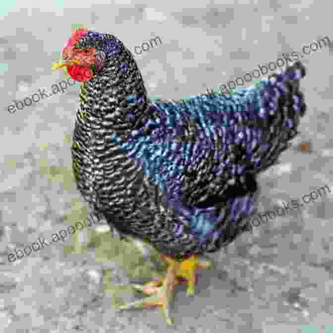 Barred Plymouth Rock Hen With Chicks The Best Backyard Chicken Breeds: A List Of Top Birds For Pets Eggs And Meat (Livestock 2)