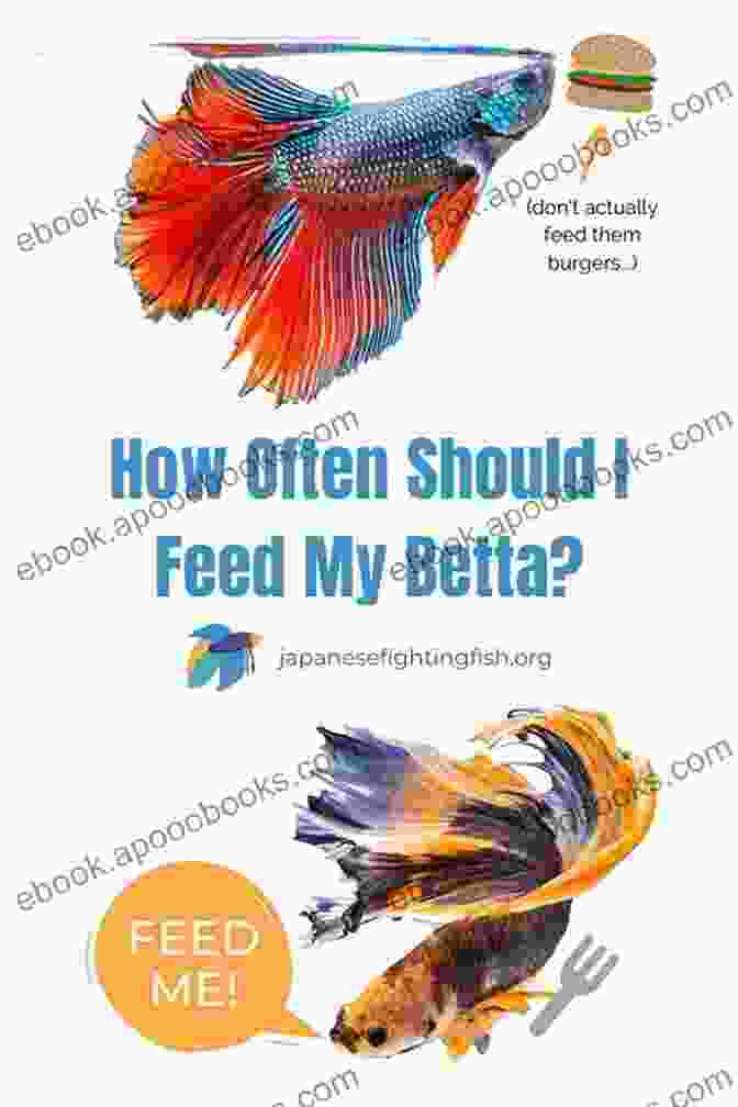 Betta Fish Feeding On A Variety Of Healthy Foods Betta Fish: Your Complete Guide To Ensure You Give Your Betta The Best Life Possible