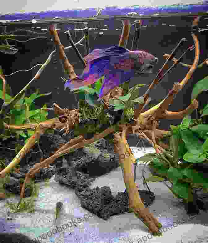 Betta Fish In A Stunning Aquarium With Lush Plants Betta Fish: Your Complete Guide To Ensure You Give Your Betta The Best Life Possible