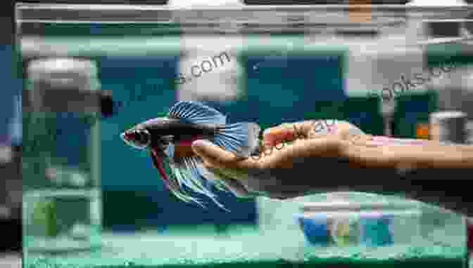 Betta Fish Receiving Expert Veterinary Care Betta Fish: Your Complete Guide To Ensure You Give Your Betta The Best Life Possible