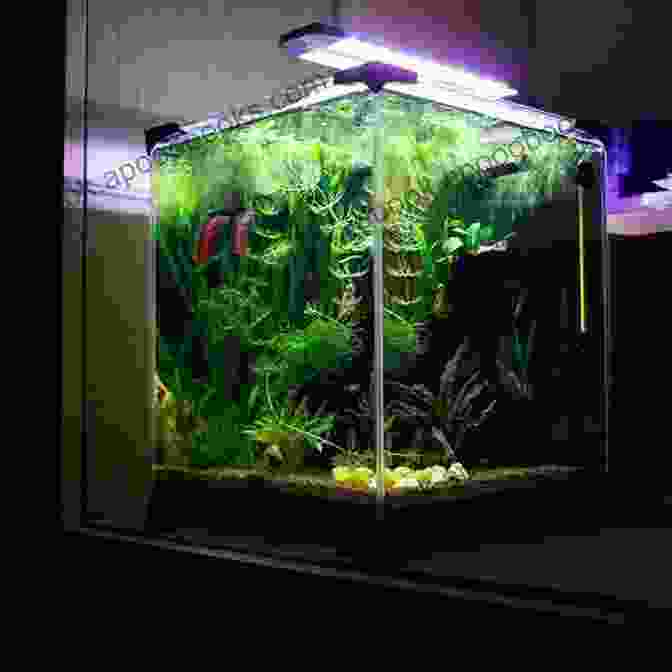 Betta Fish Swimming Gracefully In A Well Planted Aquarium Betta Fish: Your Complete Guide To Ensure You Give Your Betta The Best Life Possible