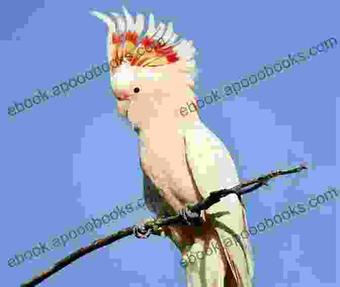 Cockatoo With Colorful Crest Cockatoos: Cockatoo Facts Information Where To Buy Health Diet Lifespan Types Breeding Fun Facts And More A Complete Cockatoo Pet Guide