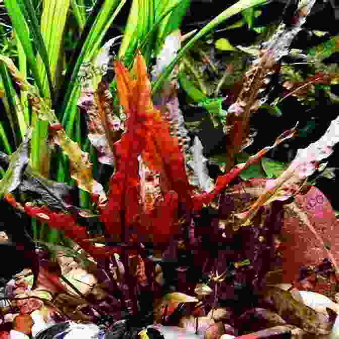 Cryptocoryne Plant A Simple Guide To Choosing Aquarium Plants For Aqua Life S Benefit