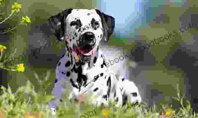 Dalmatian Dog Playing With Children Dalmatians: Dalmatian Dog Characteristics Personality And Temperament Diet Health Where To Buy Cost Rescue And Adoption Care And Grooming Training Breeding And Much More Included