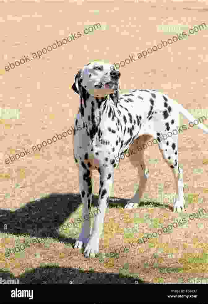 Dalmatian Dog With Distinctive Spotted Coat Dalmatians: Dalmatian Dog Characteristics Personality And Temperament Diet Health Where To Buy Cost Rescue And Adoption Care And Grooming Training Breeding And Much More Included