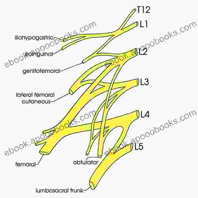 Detailed Illustration Of The Sacral Plexus And Its Branches Surgical Anatomy Of The Sacral Plexus And Its Branches