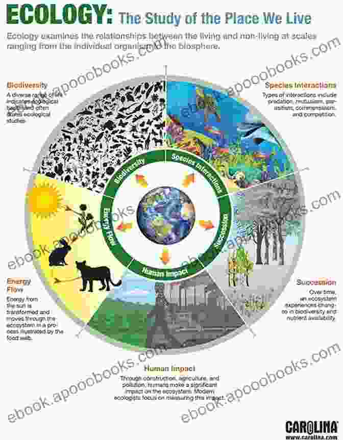 Diagram Illustrating The Intricate Connections Within A Food Chain, Highlighting The Dynamic Nature Of Life The Fundamentals Of Biology Yannick Haenel