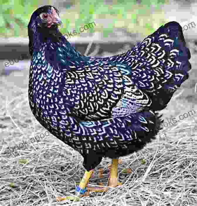 Double Laced Barnevelder Hen The Best Backyard Chicken Breeds: A List Of Top Birds For Pets Eggs And Meat (Livestock 2)