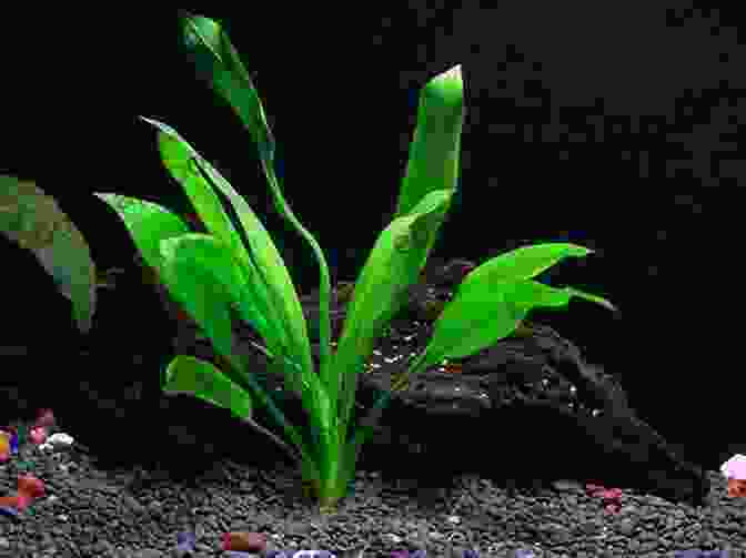 Echinodorus Plant A Simple Guide To Choosing Aquarium Plants For Aqua Life S Benefit