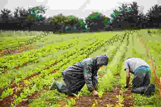 Farmers Diligently Work In The Fields, Their Hands Gently Tending To Rows Of Thriving Vegetables, Reflecting The Harmonious Relationship Between Humanity And Nature. Vegetable Valley Let S Eat