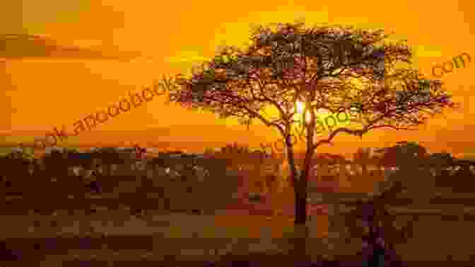 Golden Sunset Over A Vast Savanna Plain Time Travel To Africa: Historical Explorations Of The South African Landscape