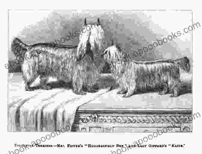 Historical Image Of A Teacup Yorkie In The Victorian Era Teacup Yorkie As Pets: Teacup Yorkie Breeding Where To Buy Types Care Cost Diet Grooming And Training All Included A Complete Teacup Yorkie Owner S Guide