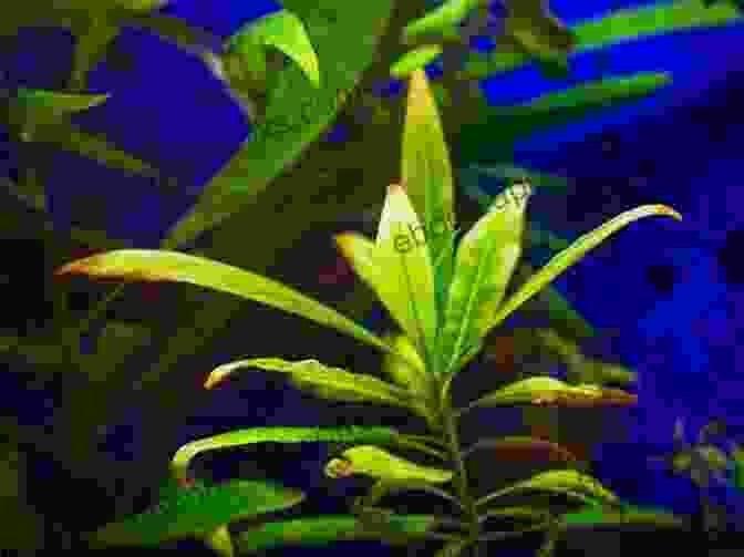 Hygrophila Plant A Simple Guide To Choosing Aquarium Plants For Aqua Life S Benefit