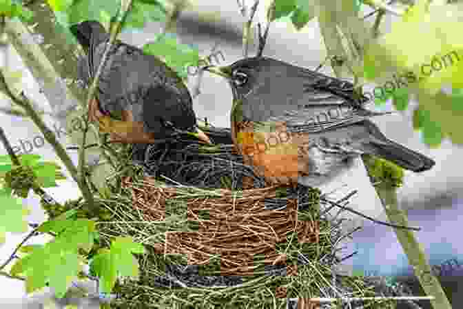 Image Of A Pair Of Birds Nesting Capybara A Complete Owner S Guide: Facts Information: Habitat Diet Health Breeding Care And Much More All Covered