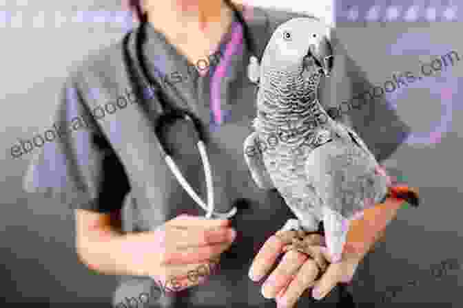 Image Of A Veterinarian Examining A Bird Capybara A Complete Owner S Guide: Facts Information: Habitat Diet Health Breeding Care And Much More All Covered