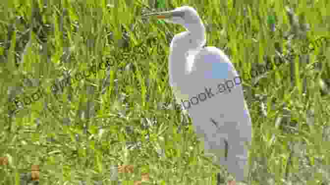 Image Of Various Bird Habitats, Such As Forests, Grasslands, And Wetlands Capybara A Complete Owner S Guide: Facts Information: Habitat Diet Health Breeding Care And Much More All Covered