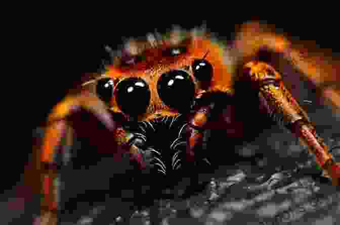 Intriguing Close Up Of A Creosote Spider, Showcasing Its Intricate Patterns And Distinctive Coloration The Creosote Spider Ross A McCoubrey