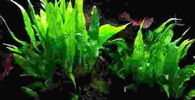 Java Fern Plant A Simple Guide To Choosing Aquarium Plants For Aqua Life S Benefit