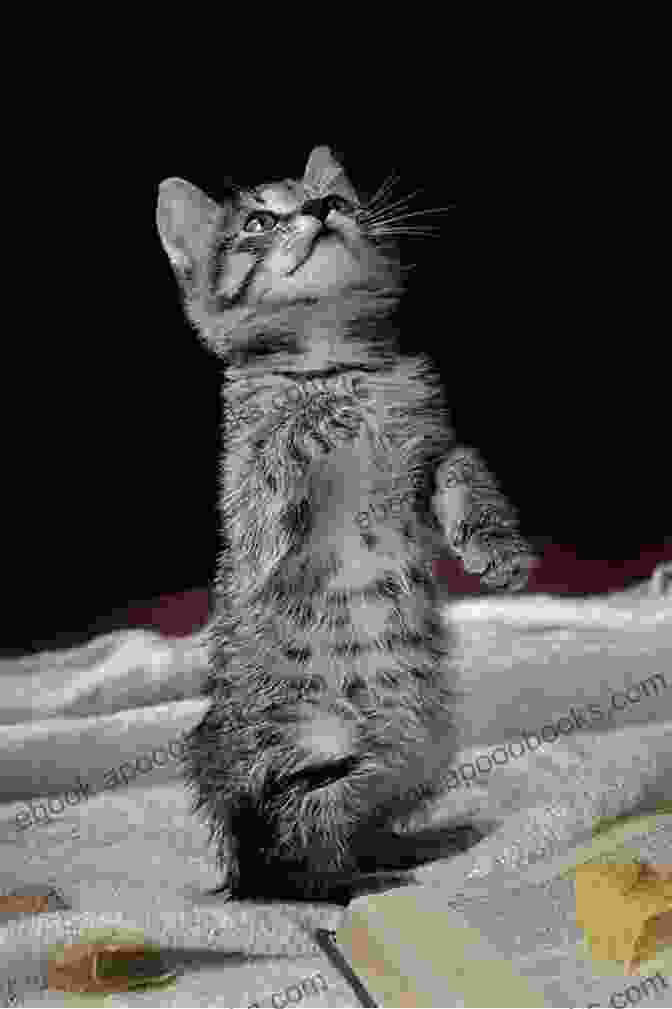 Kitten Sitting On Its Hind Legs Self Help Guide On How To Train Your Kitten: For Beginners And Dummies