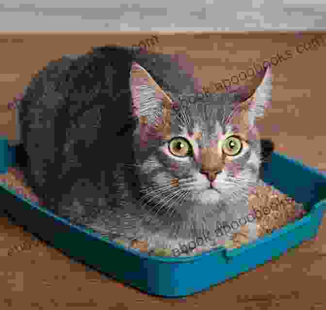 Kitten Sniffing A Litter Box Self Help Guide On How To Train Your Kitten: For Beginners And Dummies