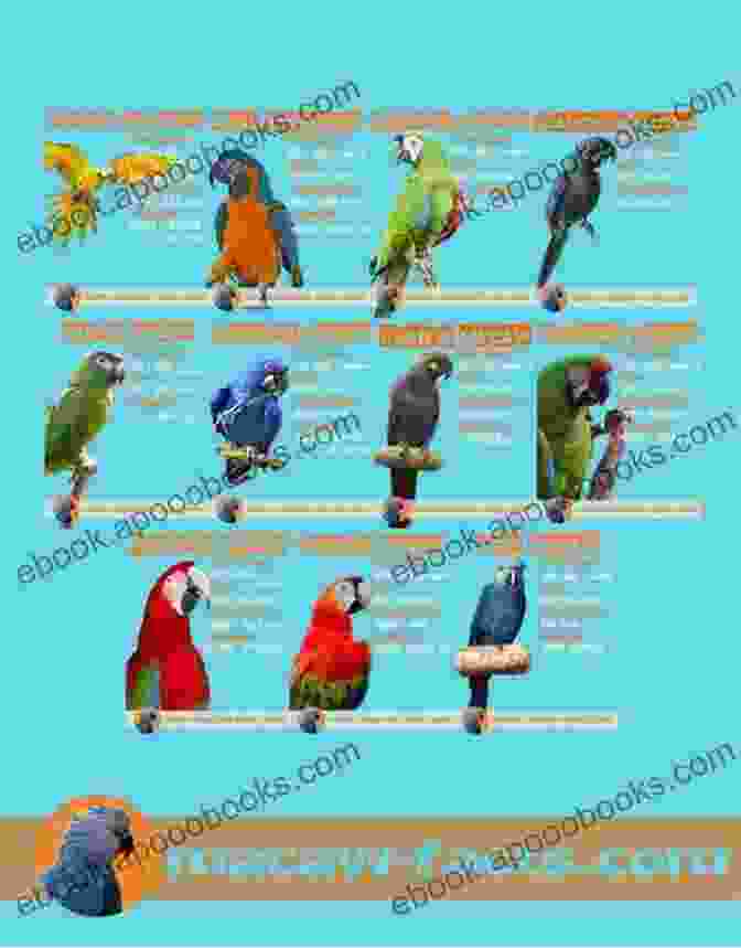 Macaw Parrots Macaws As Pets: Macaw Parrot Facts Information Where To Buy Health Diet Lifespan Types Breeding Fun Facts And More A Complete Macaw Guide