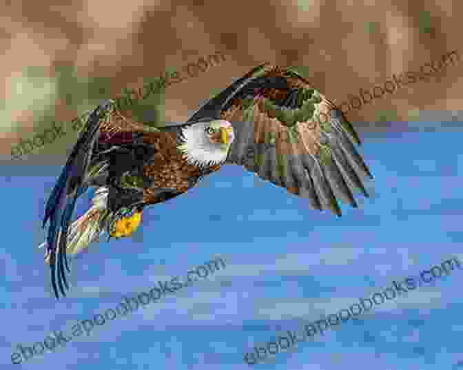 Majestic Bald Eagle Soaring Over The Coastal Marshes Of Dauphin Island, Alabama US Gulf Coast Travel Guide